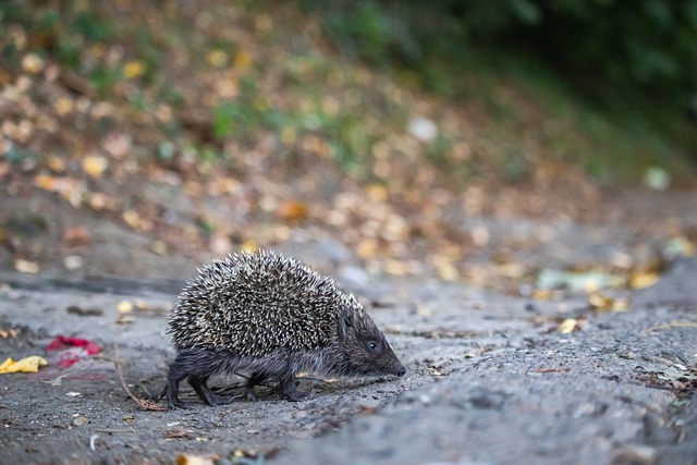 增加独特的 增加独特的
