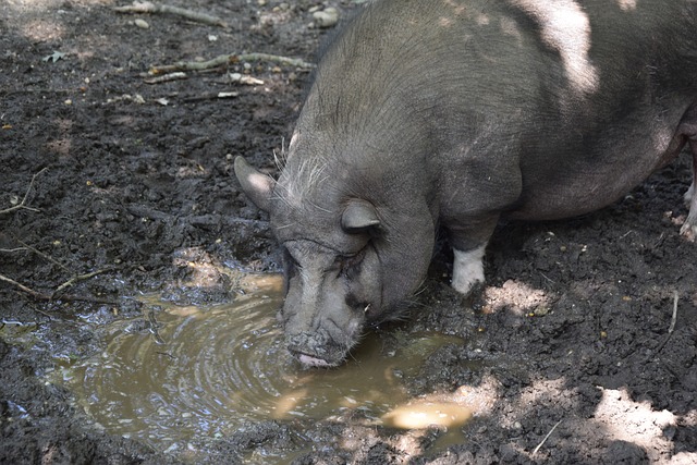 贝林厄姆送助攻 皇马赢球抢占国王杯晋级先机.